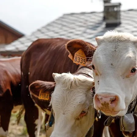 Séjour à la ferme Soleil Levant